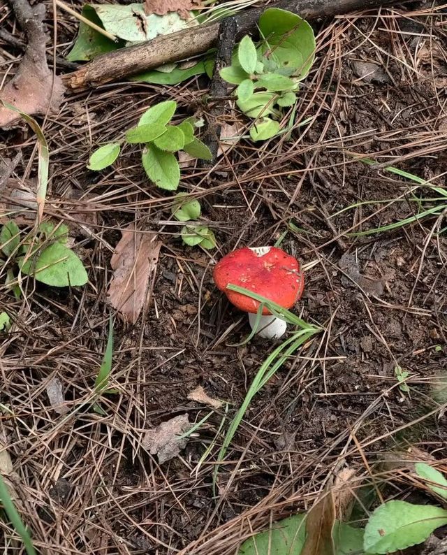 西雙版納拾菌指南