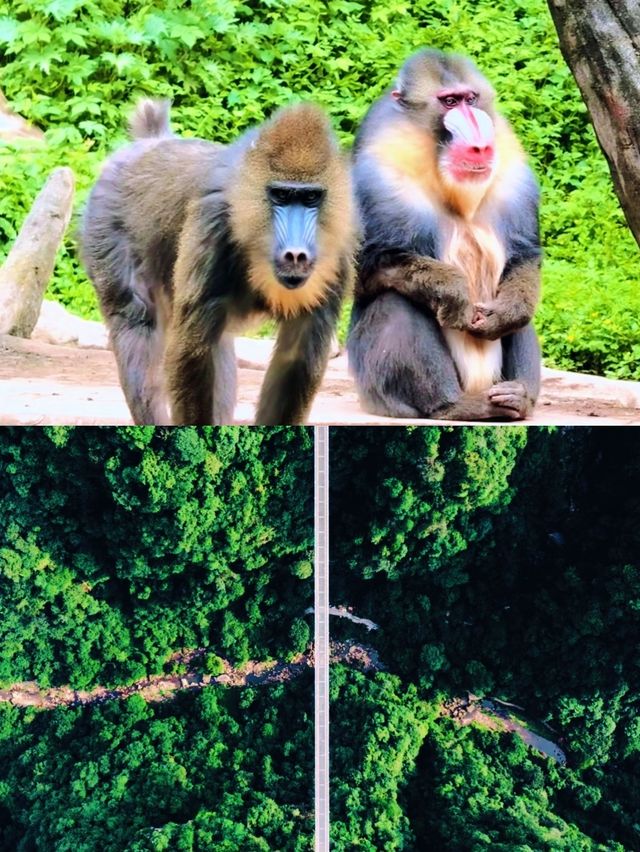 寶貝們快入！超正碧峰峽旅遊攻略嚟啦