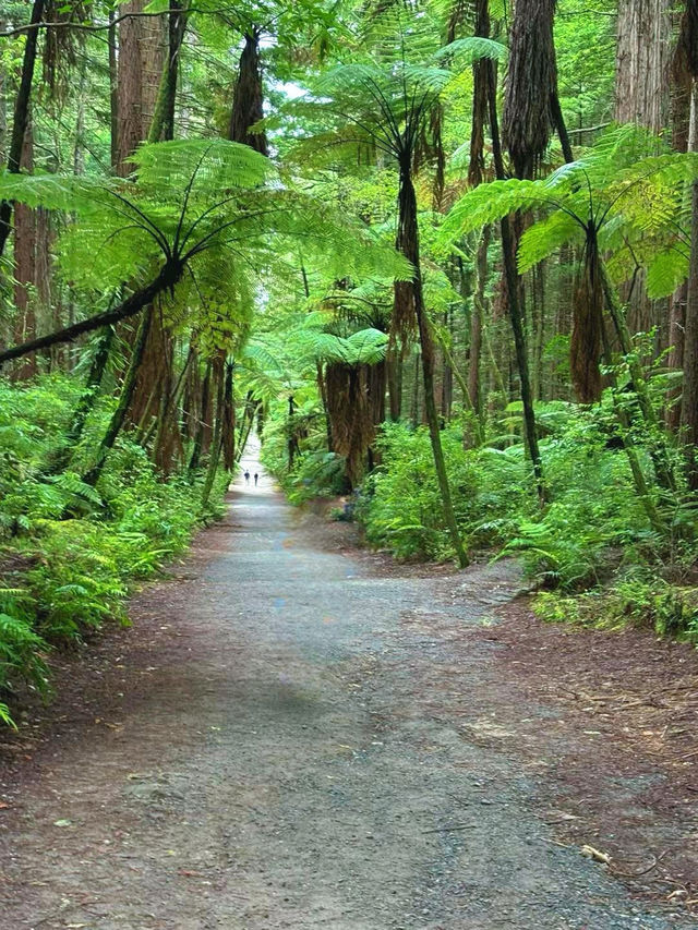 Redwoods Treewalk遊覽攻略：樹冠間的奇幻之旅