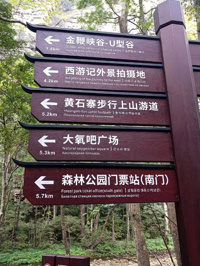 Epic Jungle Adventure: Golden Whip Valley Walk in Zhangjiajie 🌲🐒