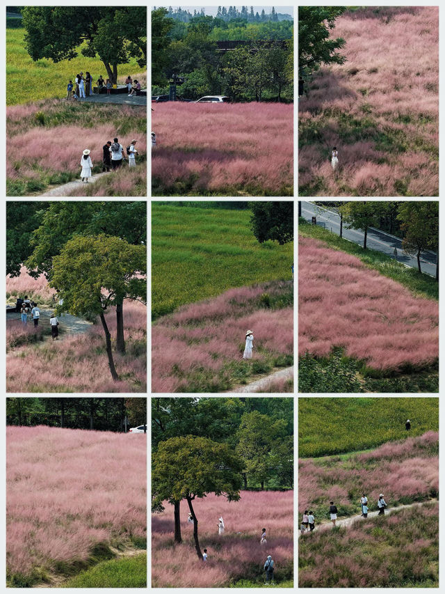 十月必衝美人地台地 粉黛與稻海的秋