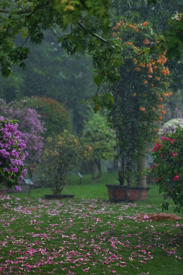 雨中漫步的絕美意境有人困在雨裡，有人雨中賞雨