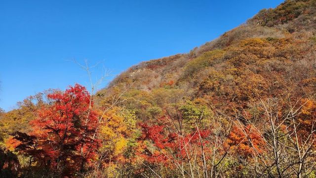 遼寧私藏的賞楓寶地！響水寺原始秋色驚豔整個十月