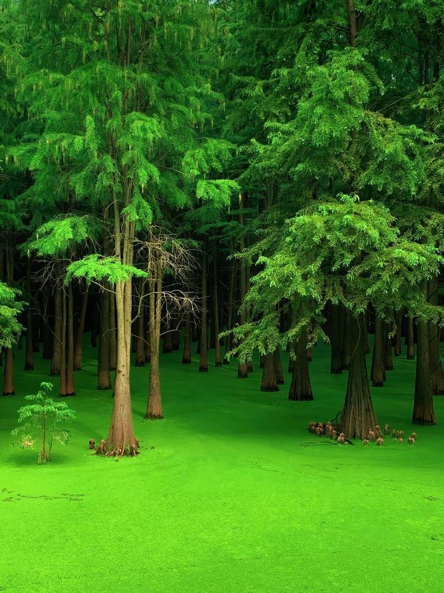 你體會的都是景，我體會的都是心中的靜