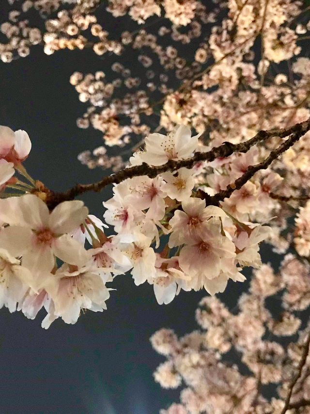 🌸 姬路城櫻花|粉雪飛舞的春日夢境 🌸 姬路城櫻花|粉雪飛舞的春日夢境