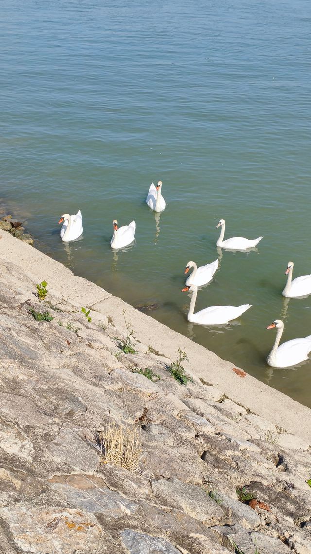游澤蒙餵天鵝
