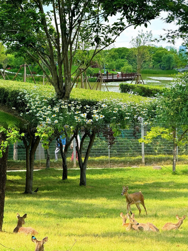 上海藏了個“小奈良”！免費獐園+治癒草坪，週末遛娃拍照首選