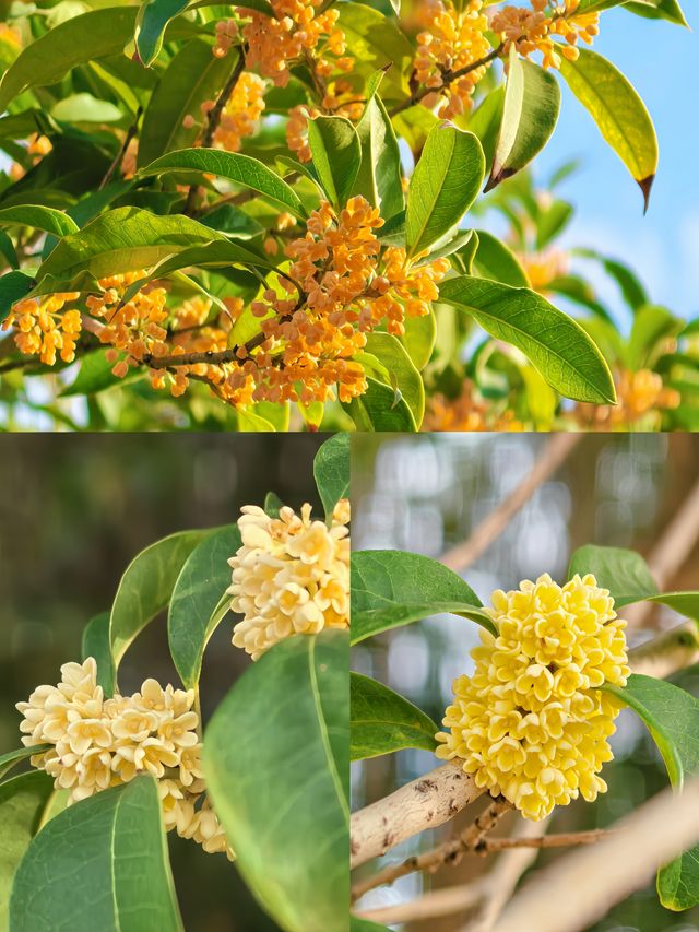 西山島的秋天,是被桂花醃透的甜|保姆級賞香攻略 西山島的秋天,是被桂花醃透的甜|保姆級賞香攻略