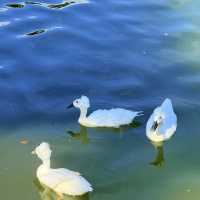 建水古鎮慢生活指南這篇citywalk攻略請收好！