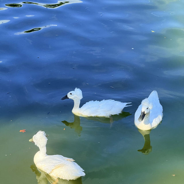 建水古鎮慢生活指南這篇citywalk攻略請收好！