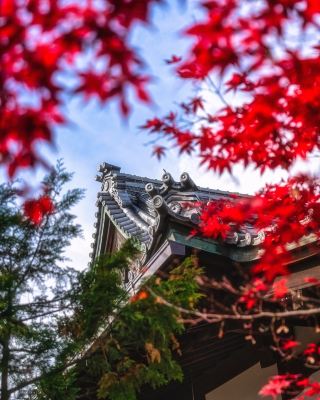 避開人潮!滋賀賞楓秘境比京都更美更出片