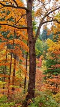 雲平山賞秋全攻略｜上帝最愛的調色板就在這裡！