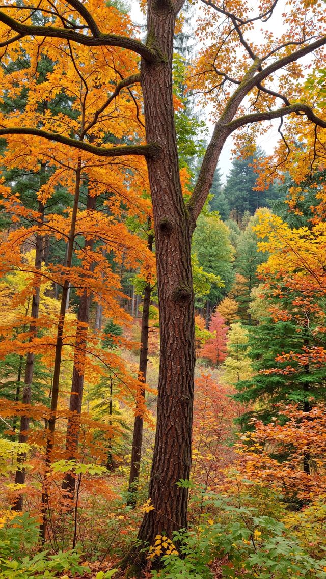 雲平山賞秋全攻略｜上帝最愛的調色板就在這裡！