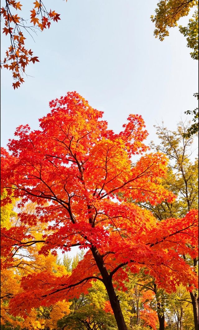 00後創業人的心靈治癒之旅雲平山秋日仙境全攻略