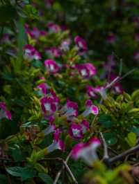 洪湖公園打卡|遛彎觀鳥拍荷花的治癒半日遊
