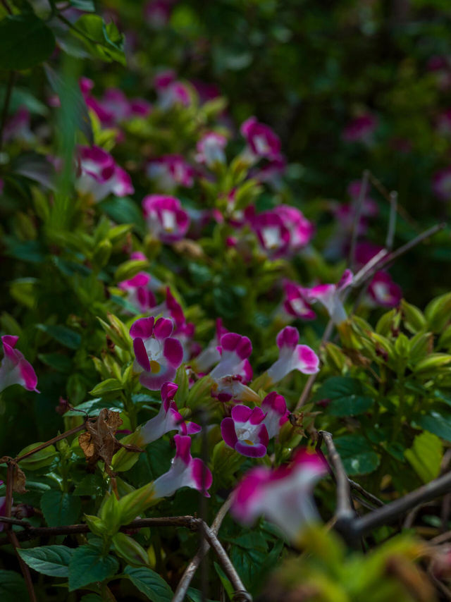 洪湖公園打卡|遛彎觀鳥拍荷花的治癒半日遊 洪湖公園打卡|遛彎觀鳥拍荷花的治癒半日遊
