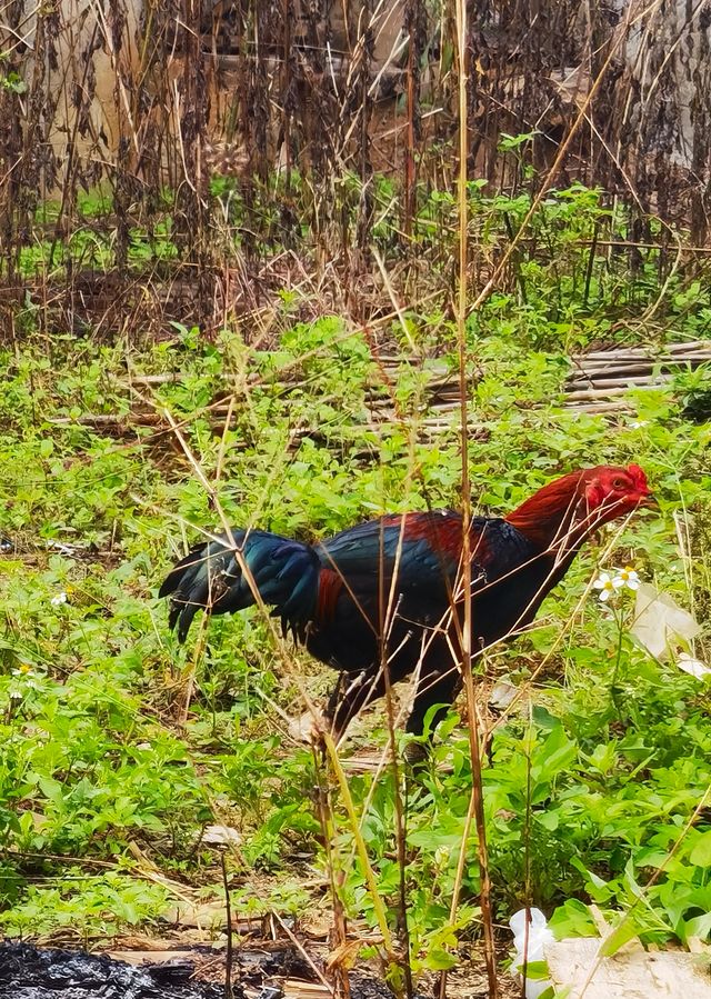 西雙版納三日遊 西雙版納三日遊