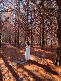 絕美!包場整個落羽松林的韓劇級浪漫