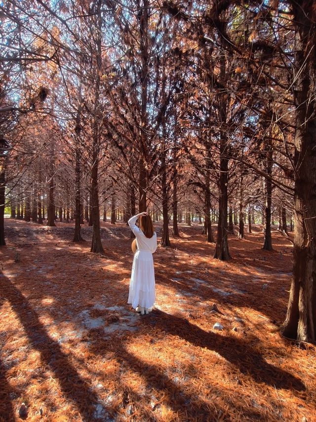 絕美!包場整個落羽松林的韓劇級浪漫 絕美!包場整個落羽松林的韓劇級浪漫