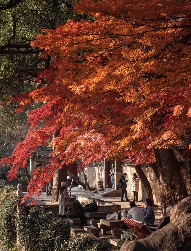 帶父母崂山賞秋輕鬆攻略：慢品山海秋韻