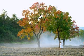 Hubei Luotian Xufengchong Chinese Tallow Red Leaves｜Encounter the Most Romantic Autumn Maiden Red
