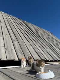 喀納斯童話木屋民宿!呢間北歐風超正