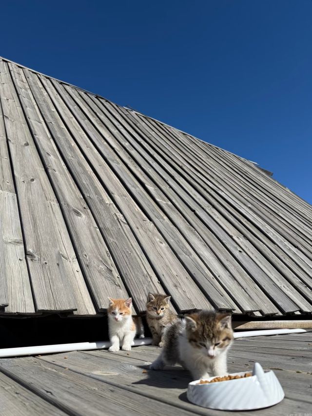 喀納斯童話木屋民宿!呢間北歐風超正 喀納斯童話木屋民宿!呢間北歐風超正