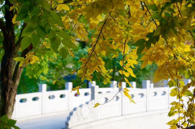 深秋「好色」去上海植物園 深秋「好色」去上海植物園