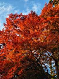 關東絕景!高尾山紅葉狩全攻略錯過再等一年