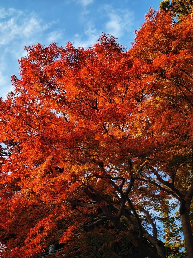 關東絕景!高尾山紅葉狩全攻略錯過再等一年 關東絕景!高尾山紅葉狩全攻略錯過再等一年