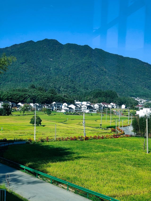 祁門蘆荔稻田遊玩攻略 祁門蘆荔稻田遊玩攻略