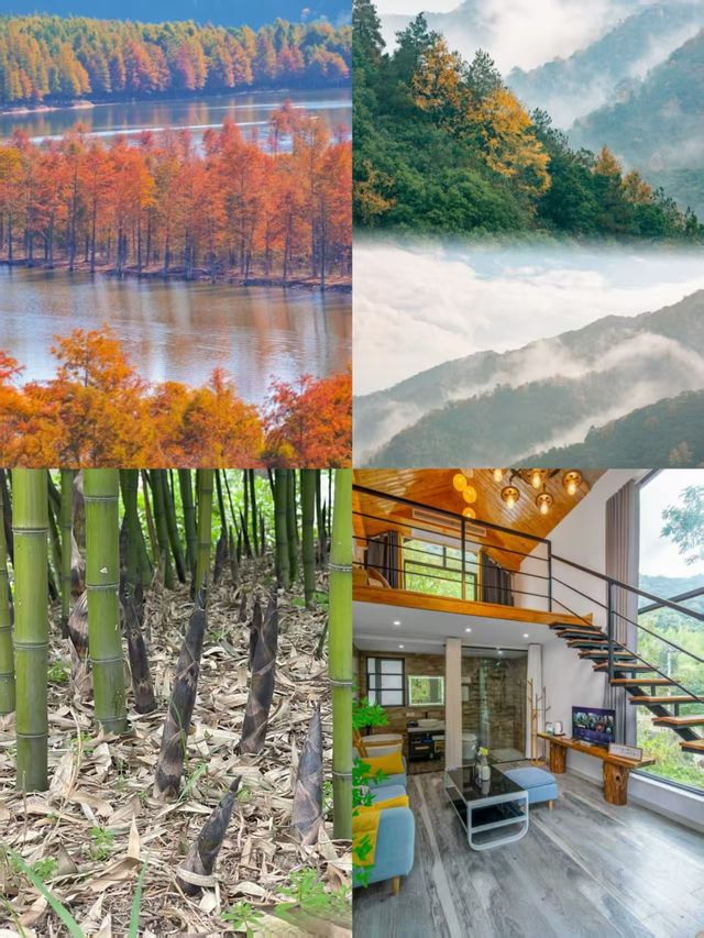 枕山聽水！皖南紅杉林 + 免費挖筍美宿