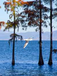 11月的大理，是打翻了的調色盤啊！附超全攻略