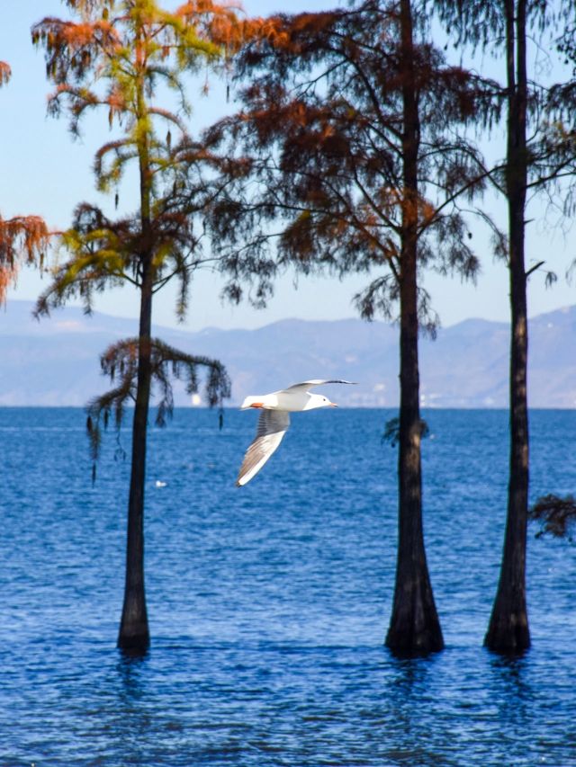 11月的大理，是打翻了的調色盤啊！附超全攻略