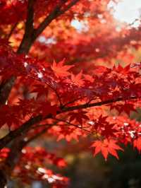 霜染鍋盔楓似火，暖居枕葉醉秋光