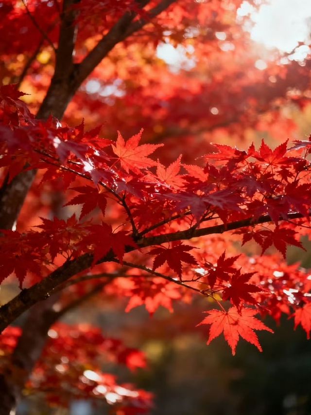 霜染鍋盔楓似火，暖居枕葉醉秋光
