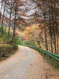 成都2小時直達！免費秘境松林灣，遛娃不費力