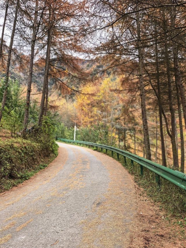 成都2小時直達！免費秘境松林灣，遛娃不費力