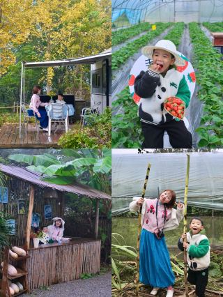 Chongqing Family Outing | Stay in a Camper Van, Pick Strawberries, Cut Sugarcane, and Feed Animals
