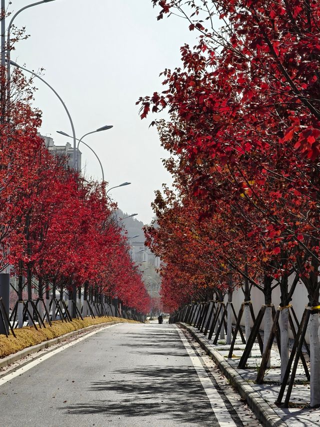 橫江濕地藏著秋日私語