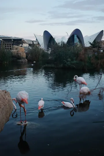瓦倫西亞轉機4小時速通歐洲最大海洋館