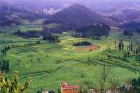 《國家地理》沒騙我羅平螺絲田真的和宣傳圖一樣美!冬春限定