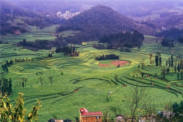 《國家地理》沒騙我羅平螺絲田真的和宣傳圖一樣美!冬春限定 《國家地理》沒騙我羅平螺絲田真的和宣傳圖一樣美!冬春限定