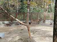 帽子峰林場金黃秋日仙境