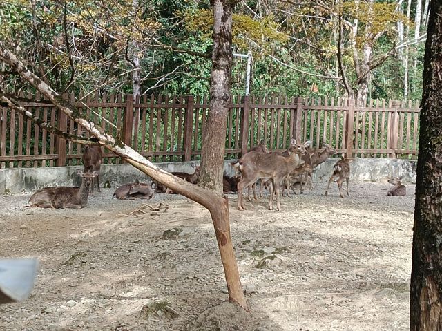 帽子峰林場金黃秋日仙境 帽子峰林場金黃秋日仙境