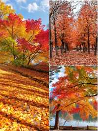 上海1.5小時直達！金山楓葉島，藏著魔都最濃秋意