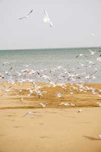 在博斯騰湖餵海鷗 踩細沙 離海最遠的海