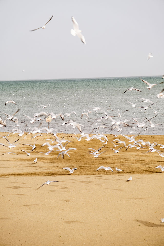 在博斯騰湖餵海鷗 踩細沙 離海最遠的海 在博斯騰湖餵海鷗 踩細沙 離海最遠的海