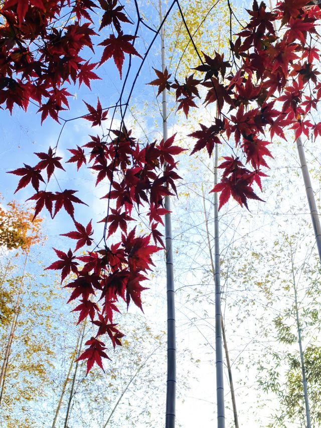 秋日限定!徐家匯公園紅葉暴擊市中心的調色盤炸裂了! 秋日限定!徐家匯公園紅葉暴擊市中心的調色盤炸裂了!