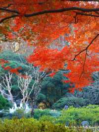 花港觀魚確實美得超出!附賞楓攻略